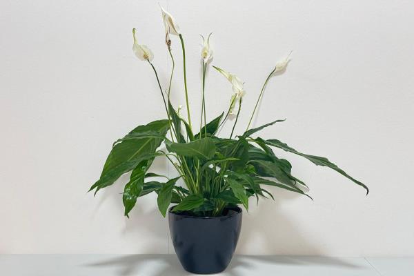 Peace Lillies Plant